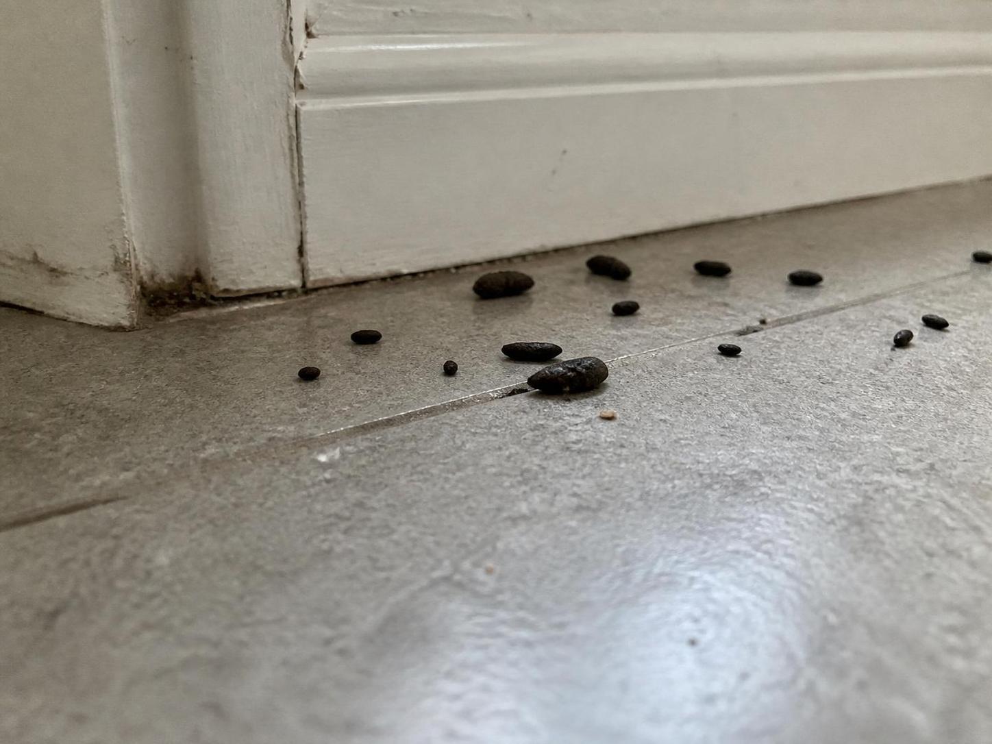 découvrez comment reconnaître une infestation de rats à domicile grâce à nos photos détaillées de crottes de rat et nos conseils pratiques pour agir rapidement.