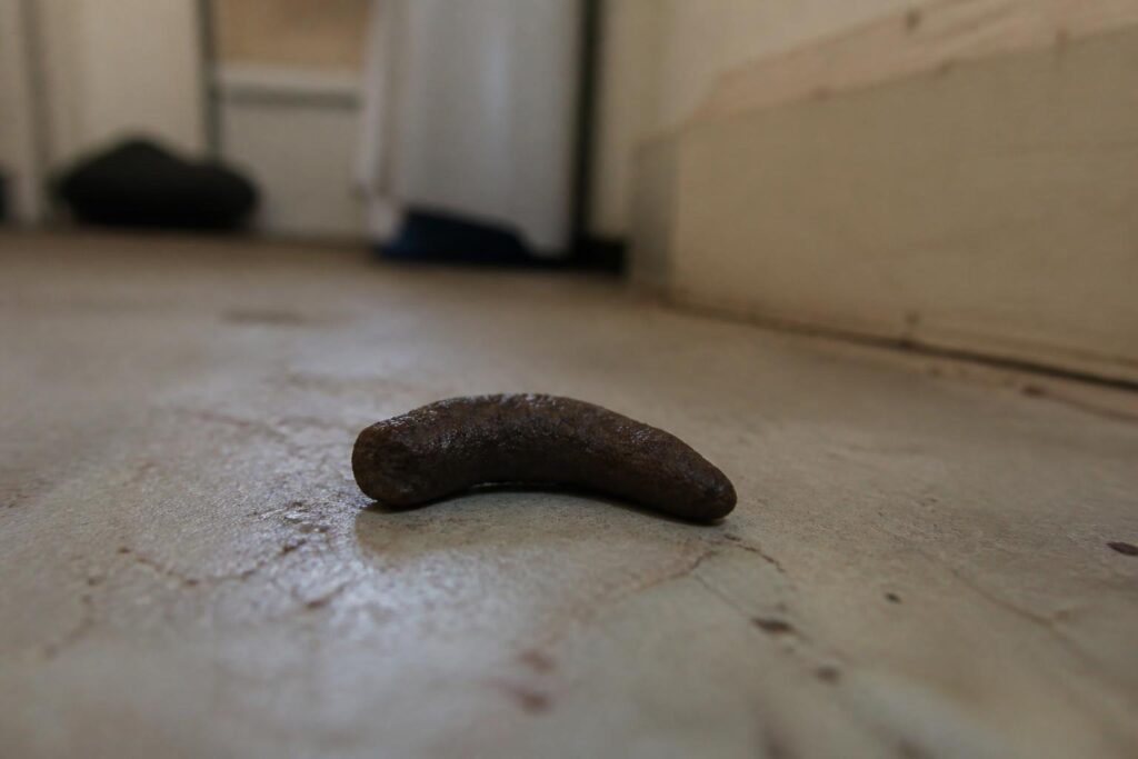 découvrez comment identifier une infestation de rats à domicile grâce à des photos détaillées de crottes de rat et des conseils pour agir rapidement.