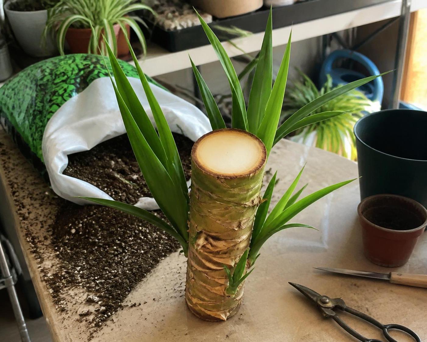 découvrez comment bouturer un yucca efficacement grâce à la méthode par tronçon, les substrats adaptés et le taux de réussite selon la saison pour réussir vos plantations.