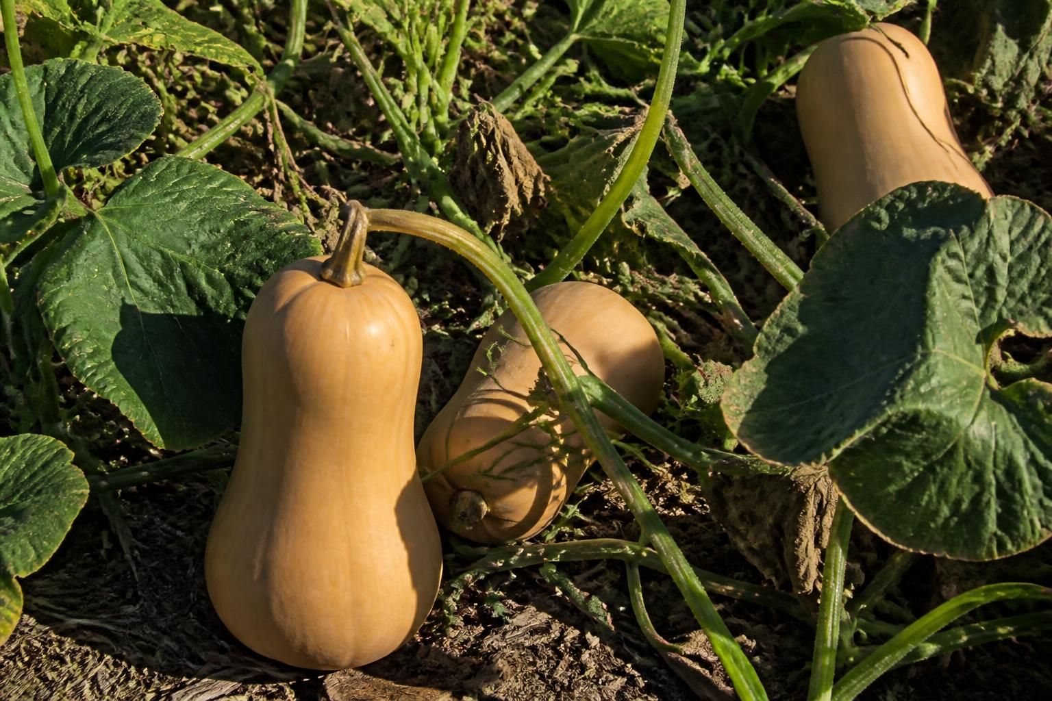 découvrez quand ramasser les butternuts grâce aux indicateurs de maturité physiologique et apprenez les meilleures conditions pour conserver ce délicieux fruit d'automne.
